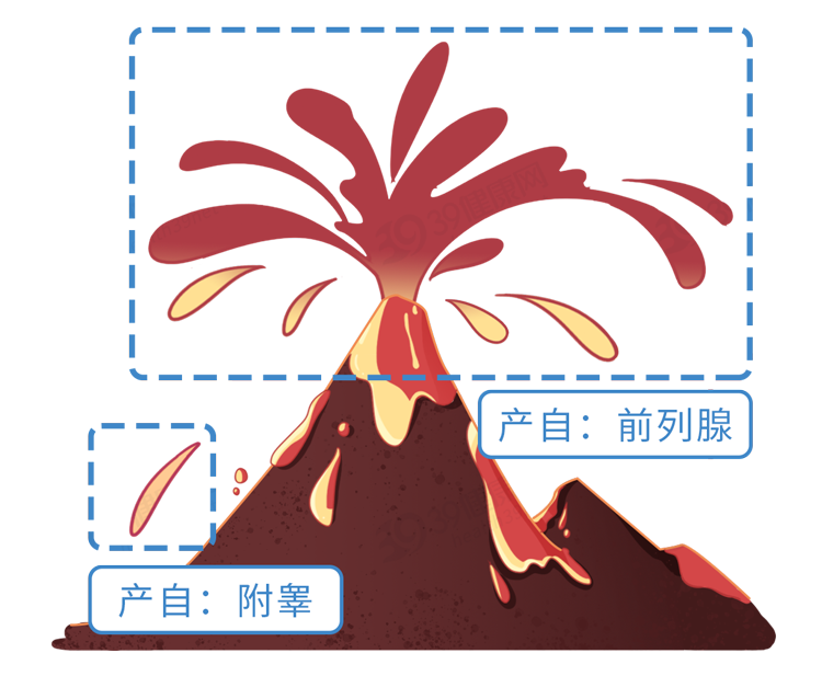 男性结扎和女性结扎，哪个伤害更大？男性结扎会降低性能力吗？