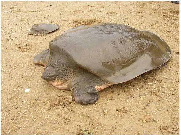 鼋国家一级保护动物