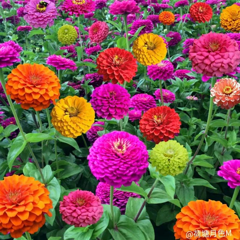 春天里，春风得意马蹄疾，一日看尽长安花