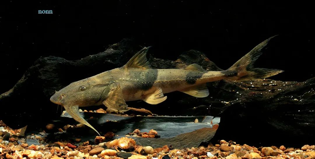 云南土著鱼类云南六大名鱼和10余种特色鱼类