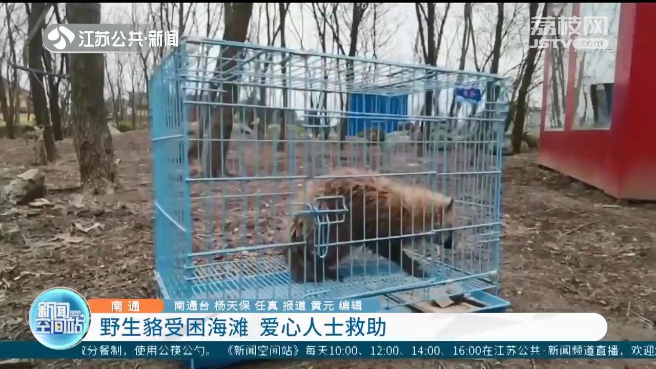 野生貉受困海滩 南通爱心人士救助