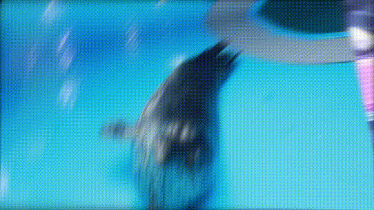 【母亲节钜惠】39.9元就能畅游青岛海底世界？！还有儿童免费等你来！