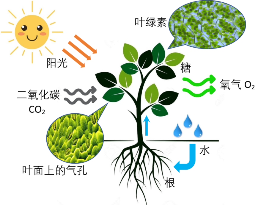 违背生命规律的生物有哪些？你听说过，跳出三界外的“太岁”吗？