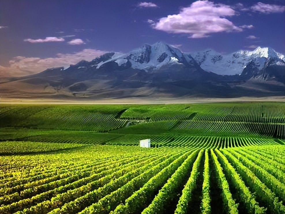 全球五大最具可持续性的葡萄酒产区