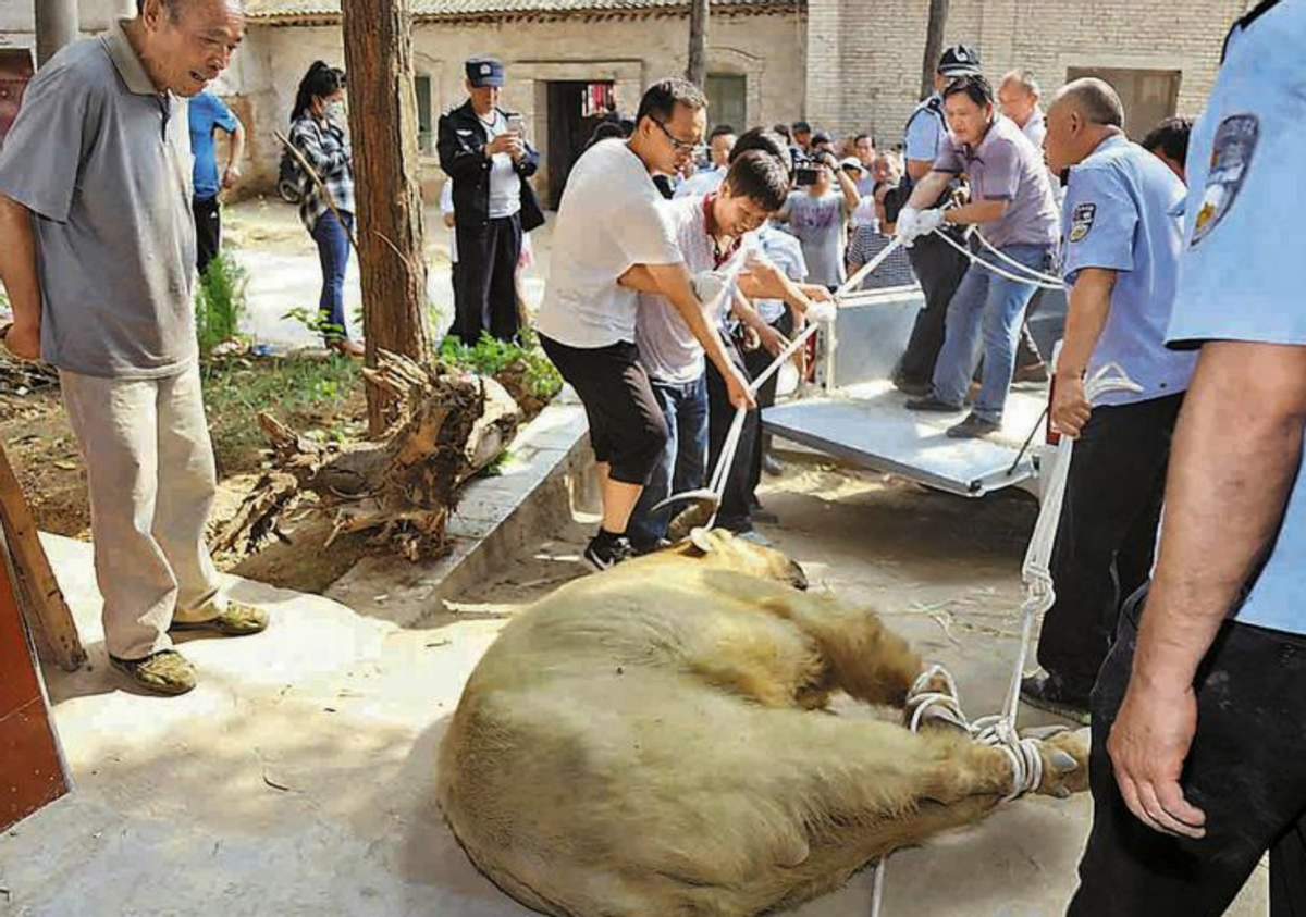 国宝“六不像”被困工厂泡菜池，性格暴躁，喜欢舔盐，曾顶翻多人