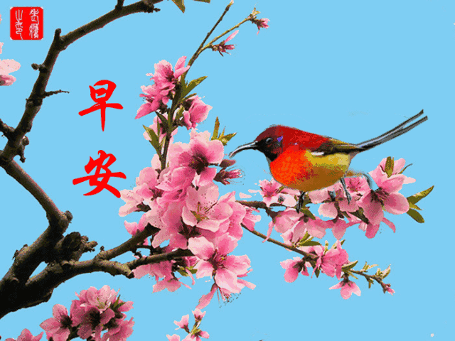 早上好祝福，送上开心，送上真诚的问候 平安吉祥 幸福安康图片