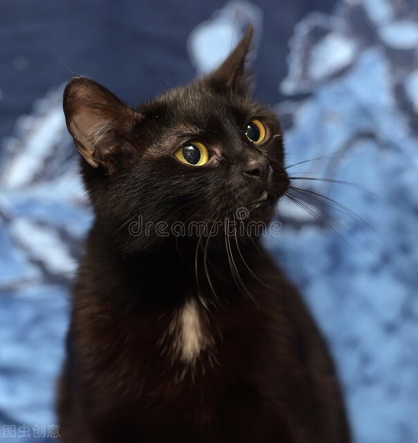 谁说猫咪都大把大把得掉毛？这4种猫咪简直是“一毛不拔”