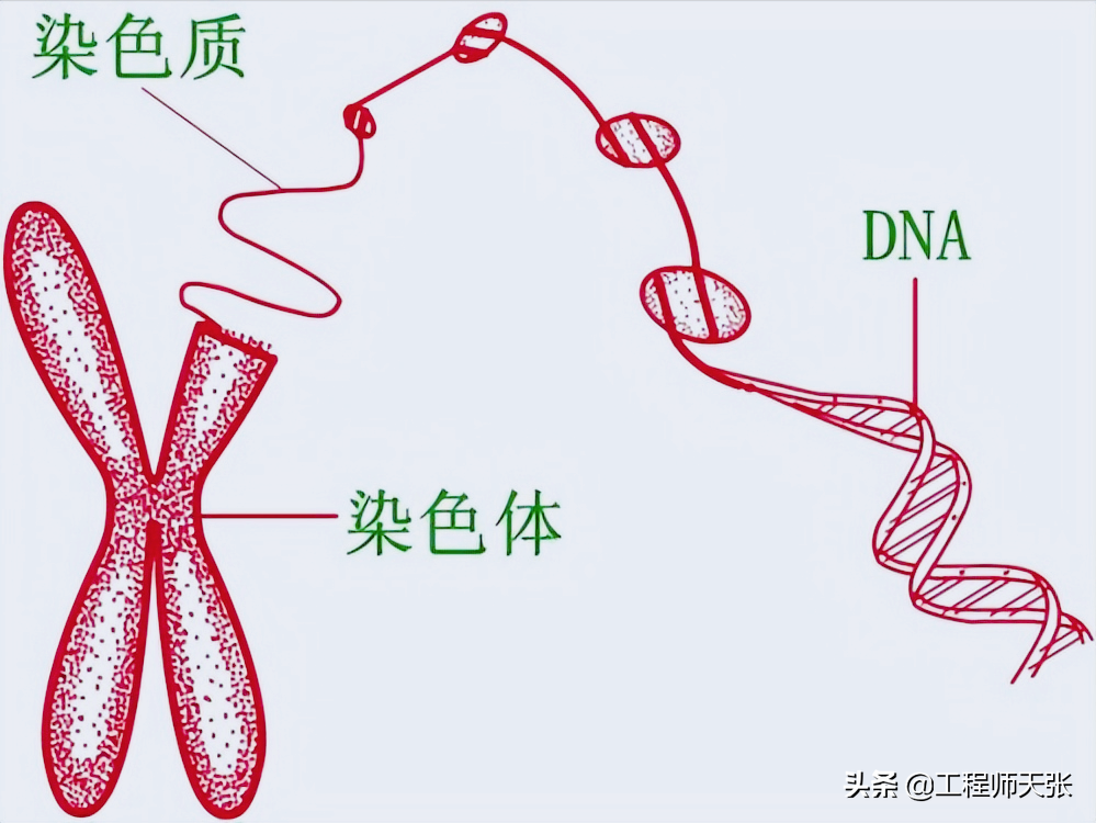 杭州杀妻案细节曝光！常规方法无效，最后线粒体DNA技术锁定证据