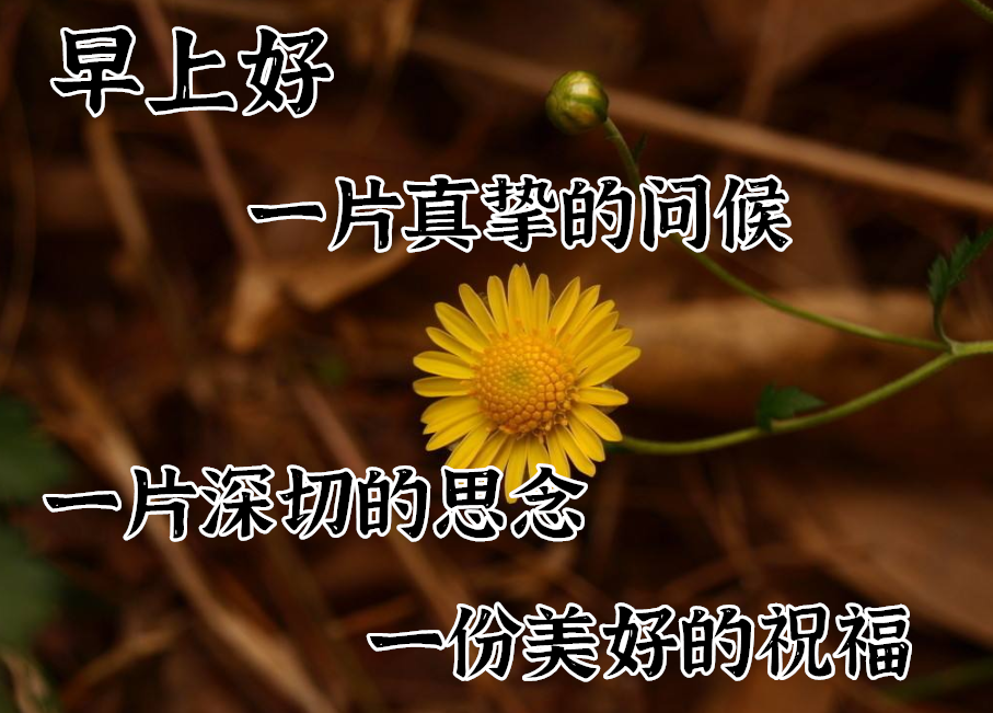 非常漂亮的带字带祝福语早上好图片 朋友，祝你幸福，拥抱快乐心情图片