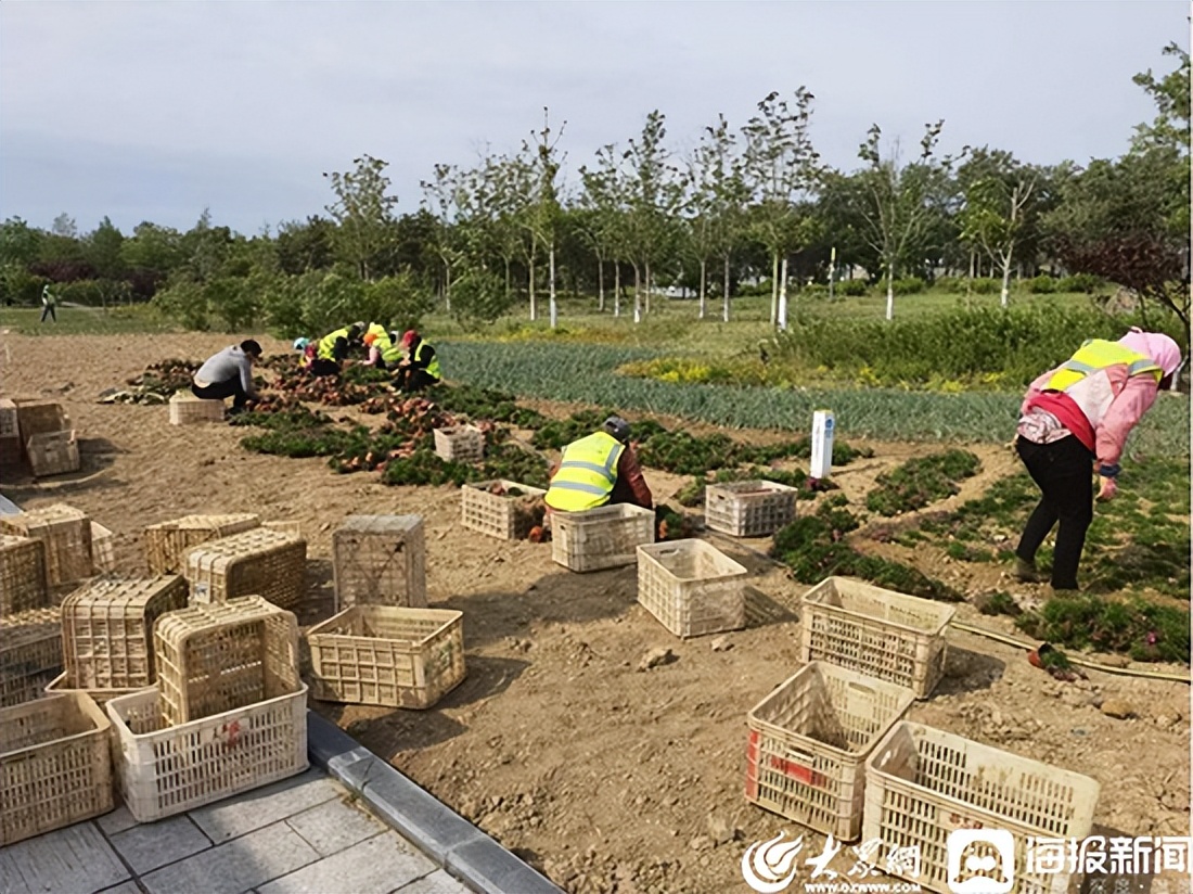 潍坊滨海永泰环卫工程有限公司党支部提升绿化品质建设靓丽园林