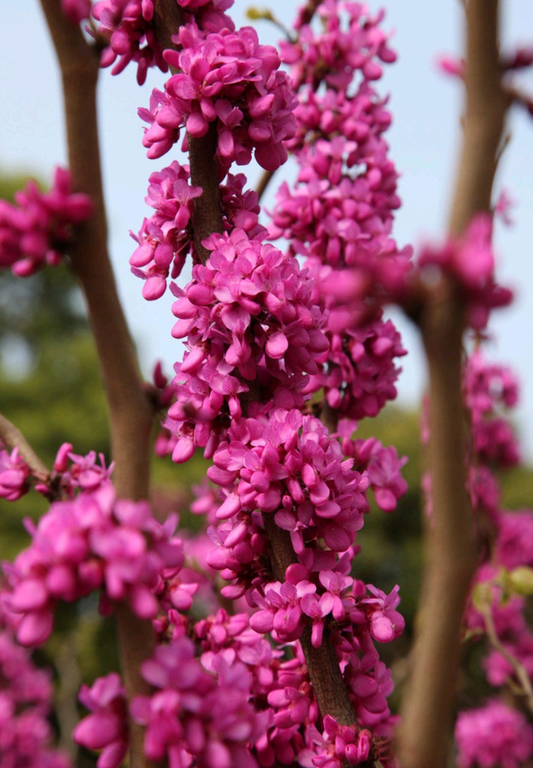 植物花卉品种大全图片（科普100个花卉图鉴）