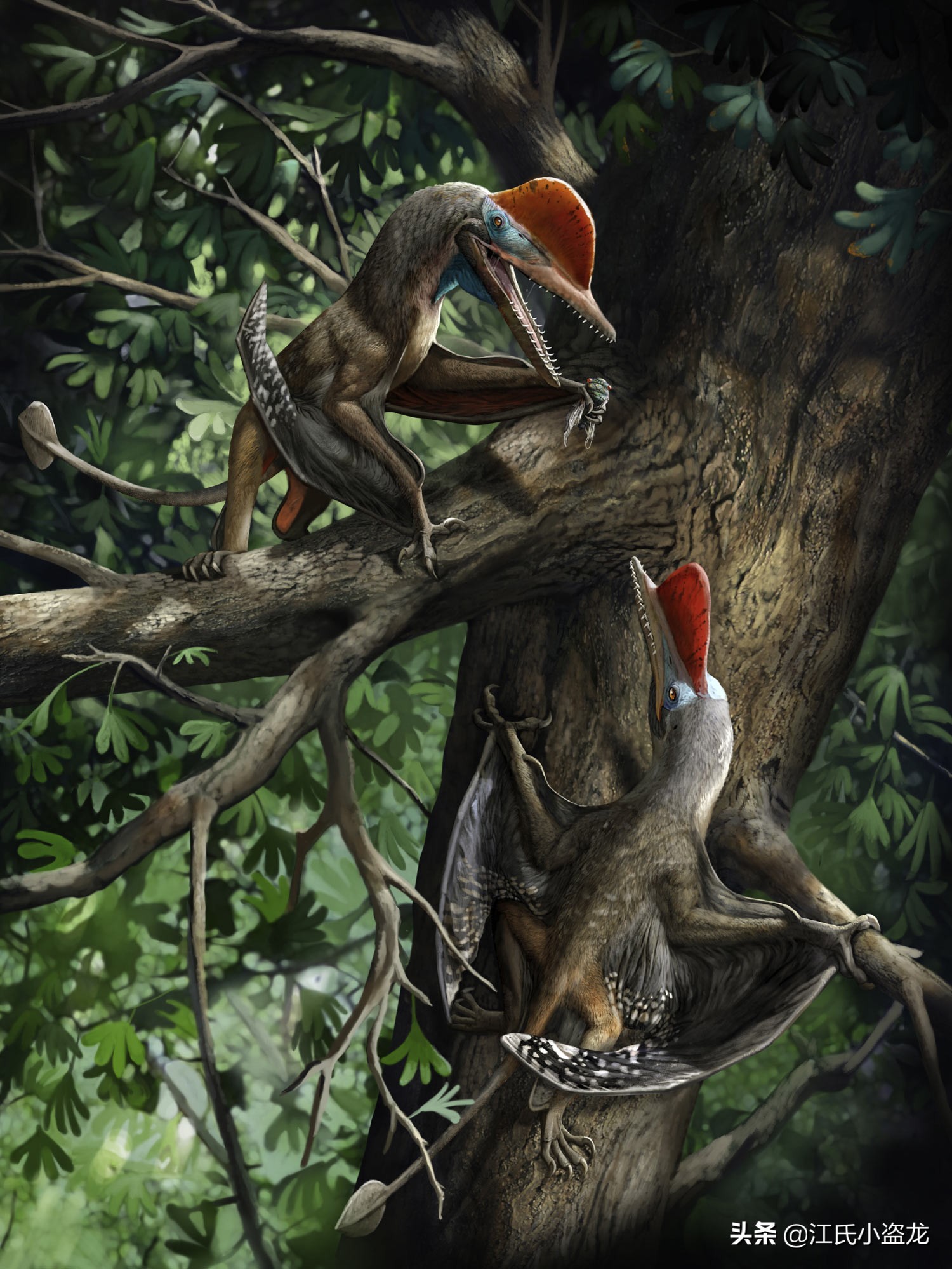 各种龙的图片大全大图(2021古生物学家到底命名了多少种翼龙) - 赤虎