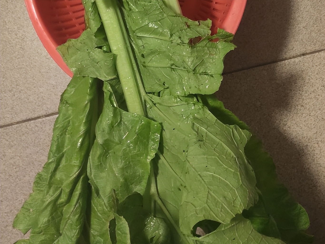 春菜(生菜和春菜的区别,主要在于这3点,赶紧来学学) - 趣味头条