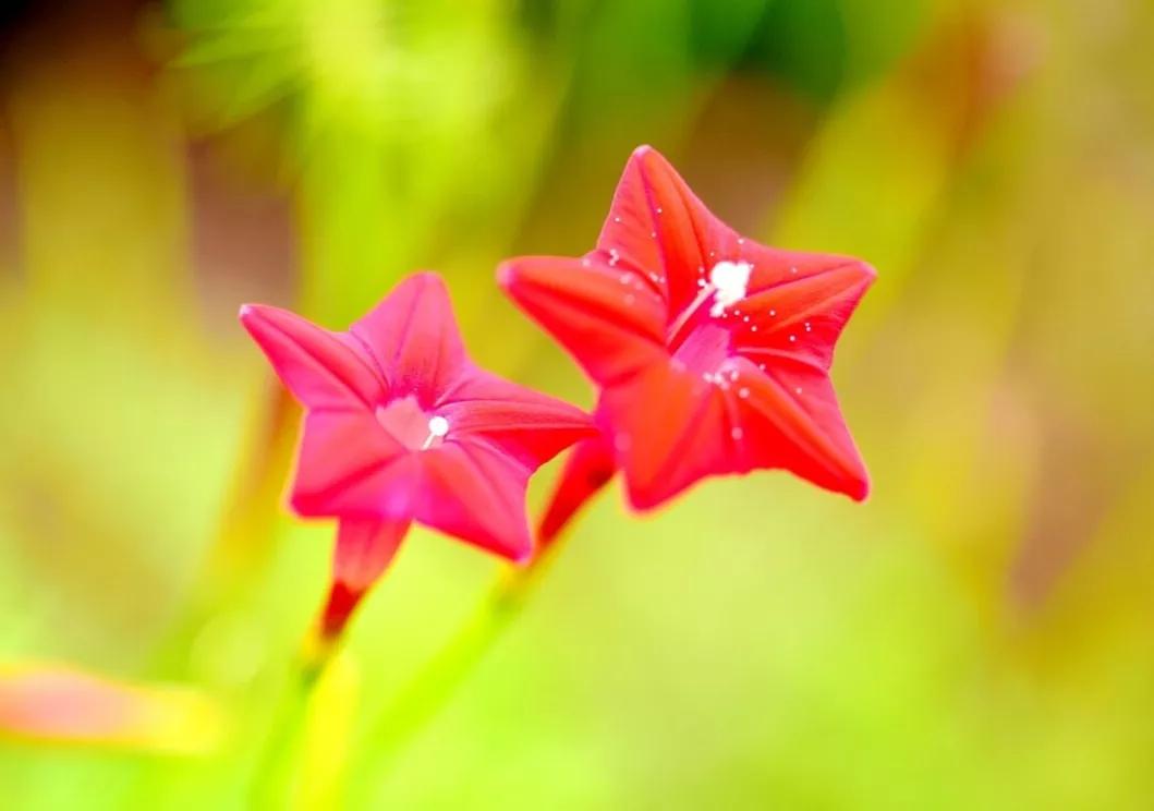 春天里，春风得意马蹄疾，一日看尽长安花