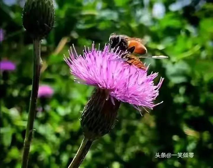 8首咏蜜蜂诗，作者现代：一笑倾零