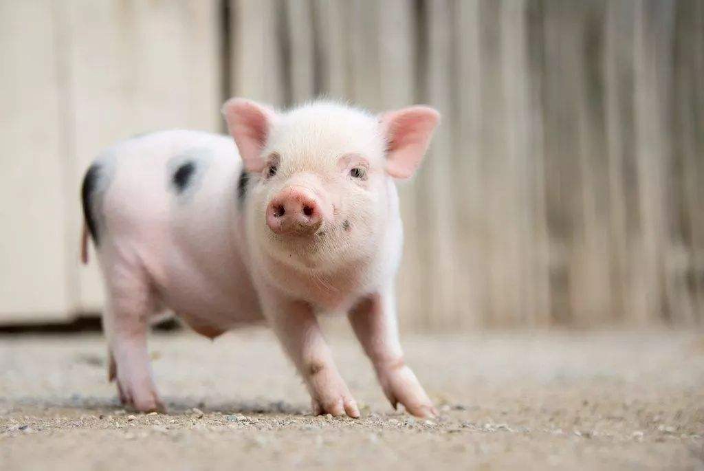 22年前，辽宁农民救下一头猪，18年长到1800斤，死后被博物馆收藏