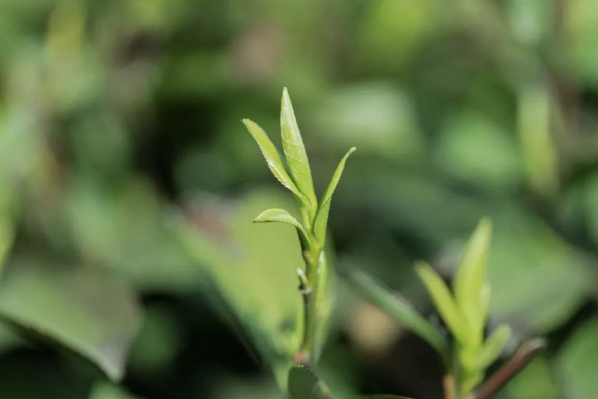 老人讲“春天一杯茶，半年无病扰”有道理吗？“一杯茶”指什么茶