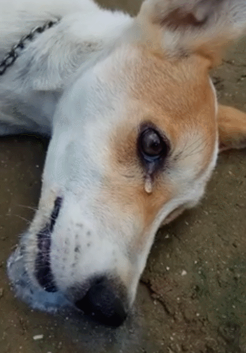 5个信号,暗示狗狗"生命"即将结束,家长要留意