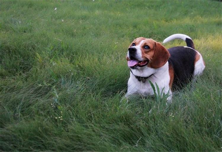 可卡犬價格 可卡犬多少錢一只,可卡犬多少錢一只