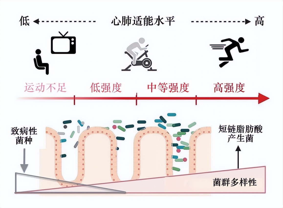运动干预脑衰老：新进展与再认识