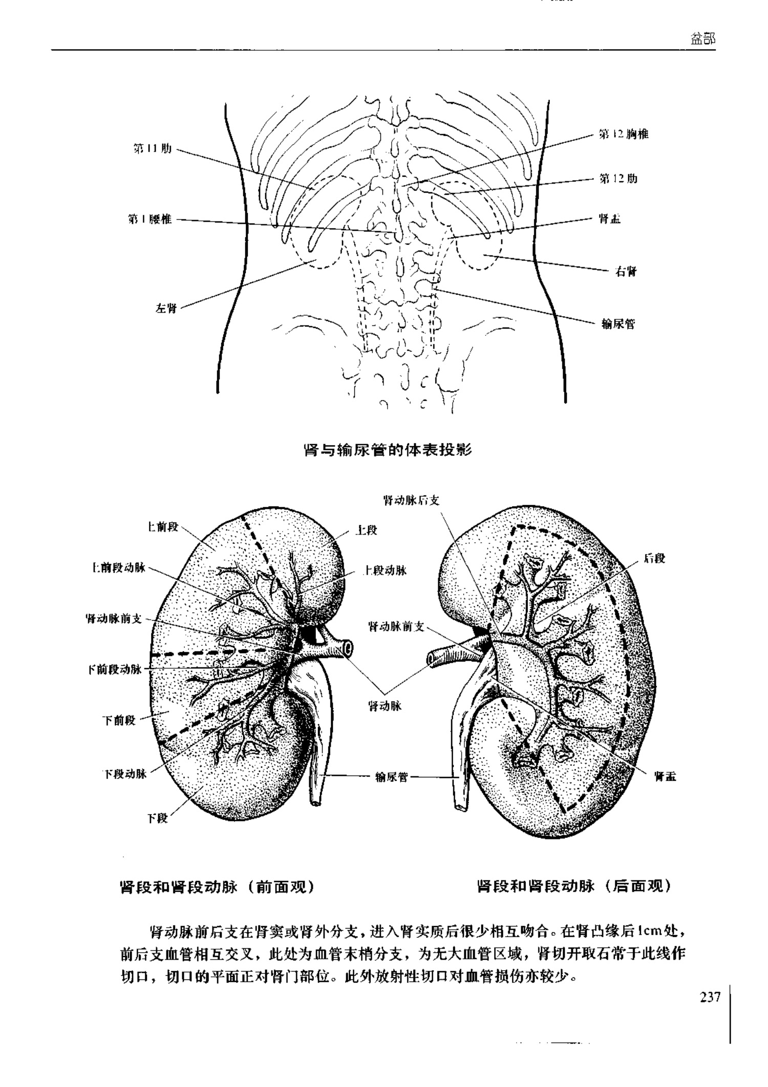 人体内脏位置图(图示集‖外科解剖学图谱(8-5)盆部)