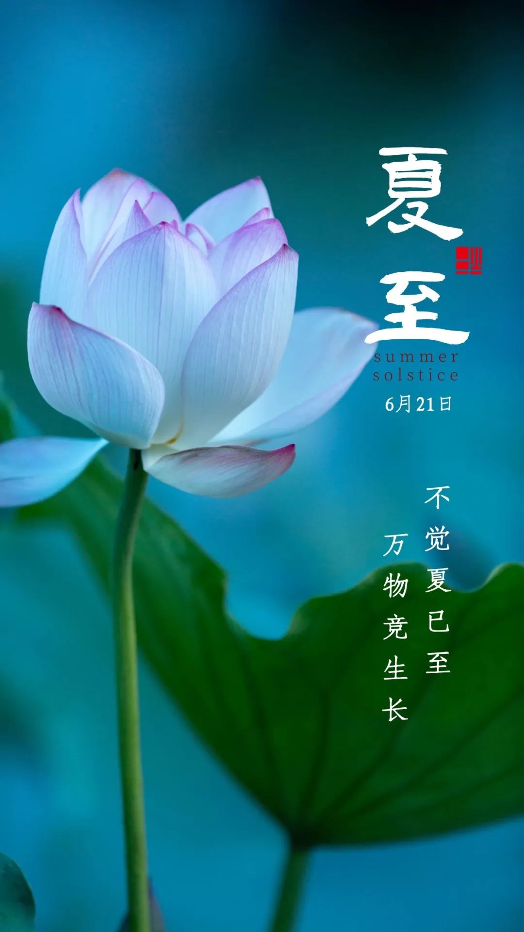 夏至图片配图海报高清唯美大全,夏至快乐文案祝福问候语简短