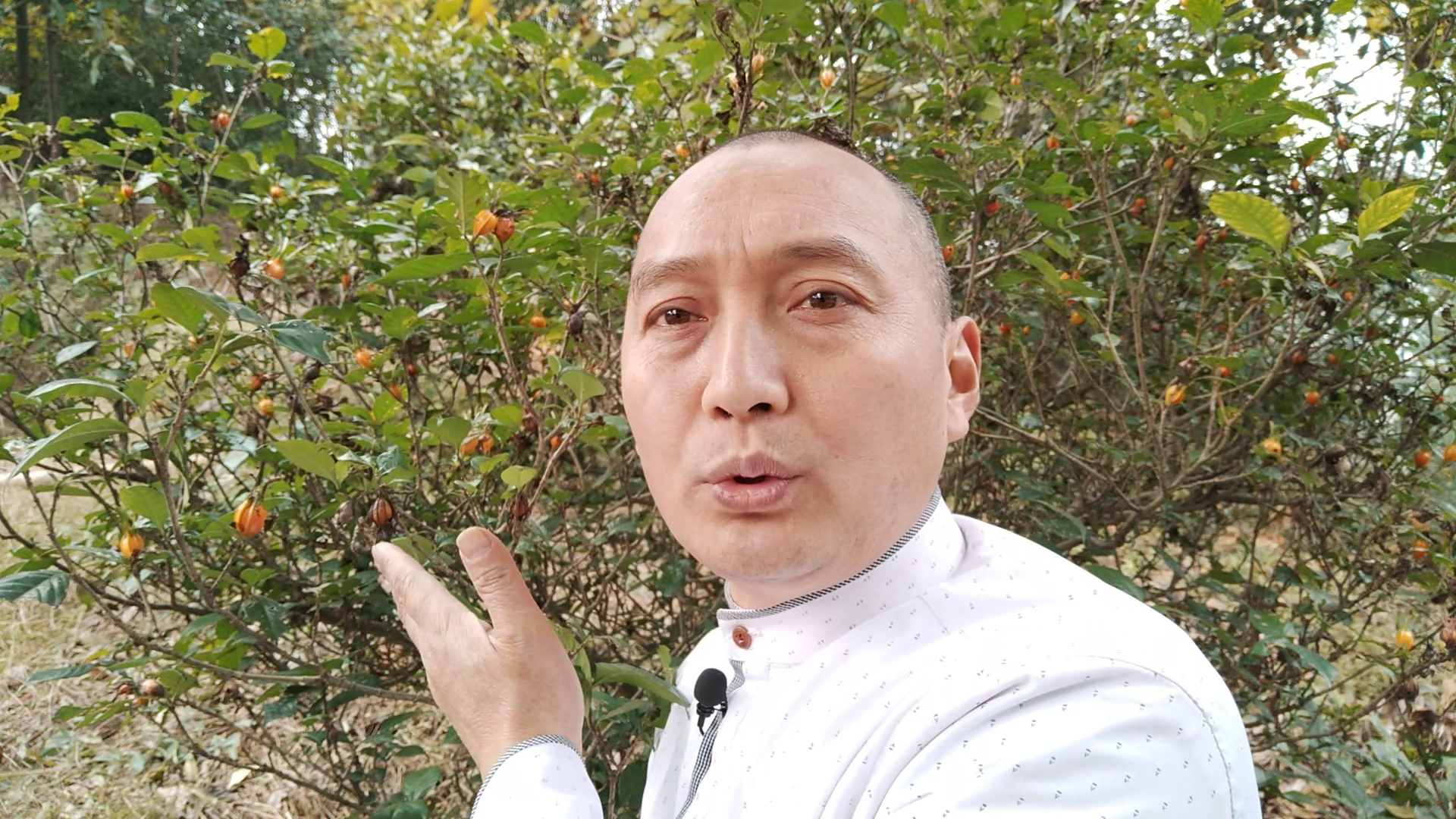 栀子泡水的作用与功效（分享栀子泡水的养生效果）