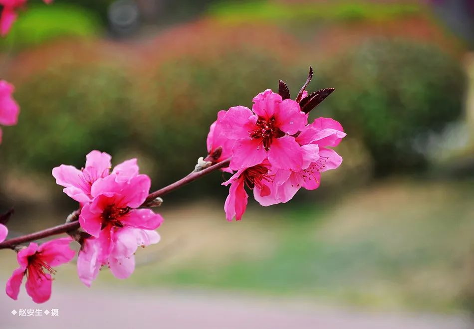 疫情挡不住春天的脚步，小编带你去看古城秦州的春暖花开