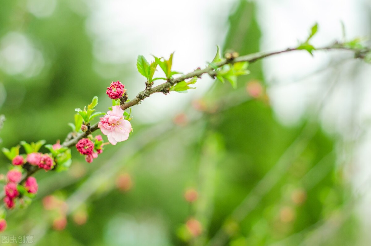 描写春天的唯美句子，芳菲四月温柔文案