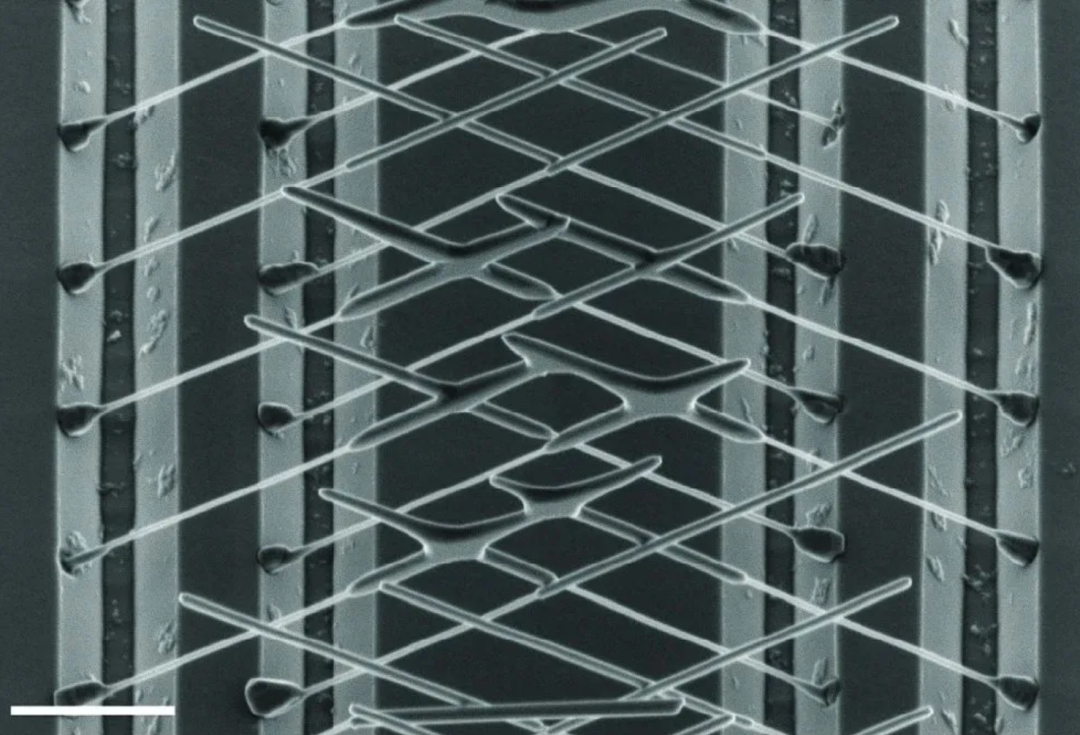 曾为微软开发拓扑量子计算机的荷兰团队再次被撤稿