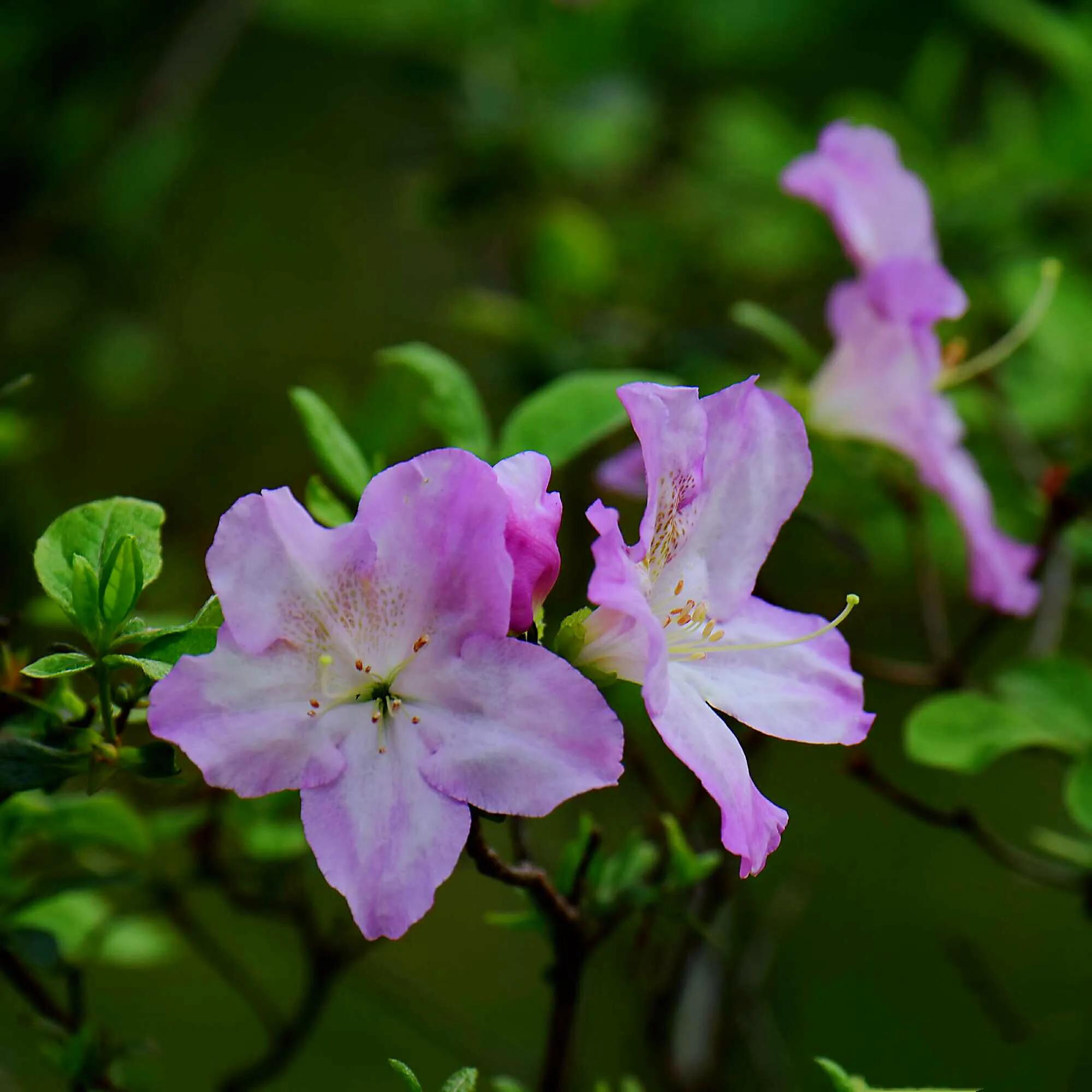 春鹃杜鹃-黄,白,粉,红,紫五彩缤纷,色彩斑斓,艳丽夺目