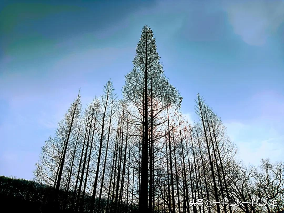 随笔：邂逅水杉，邂逅冬天最简单的快乐