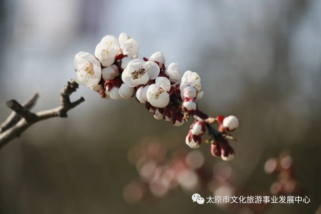 线上展览|“山河春意 锦绣太原——花的世界”主题摄影线上图片展（一）