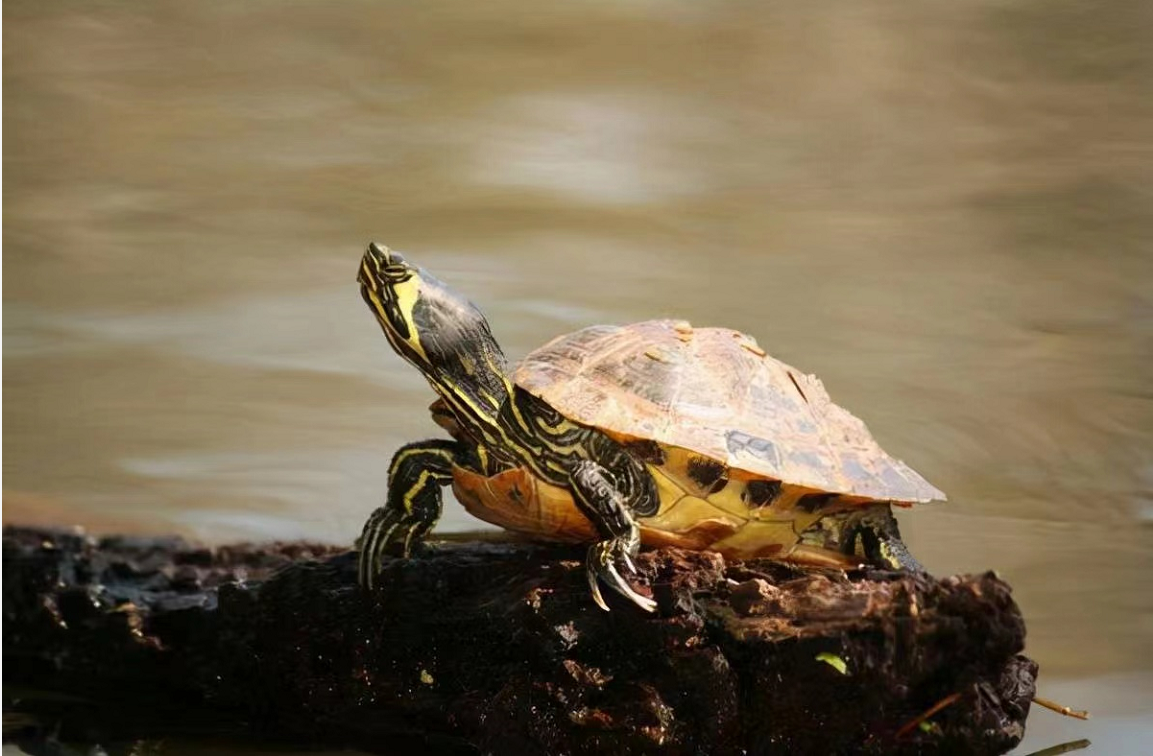 “最强入侵物种”巴西龟，在我国泛滥成灾，吃货们能搞定它们吗？