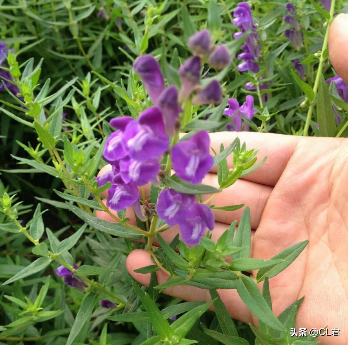 地瓜涨到1元，花生跌到2元，中草药强势走高，这2种适合农村种植