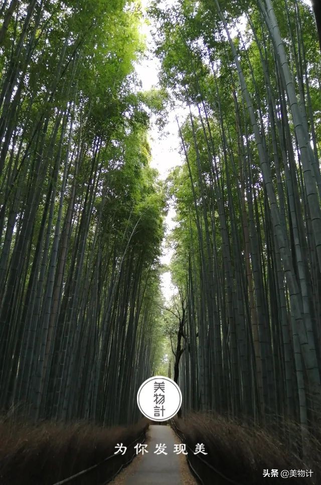 史上最空灵的一首诗，字字禅意，抚慰世人1200多年