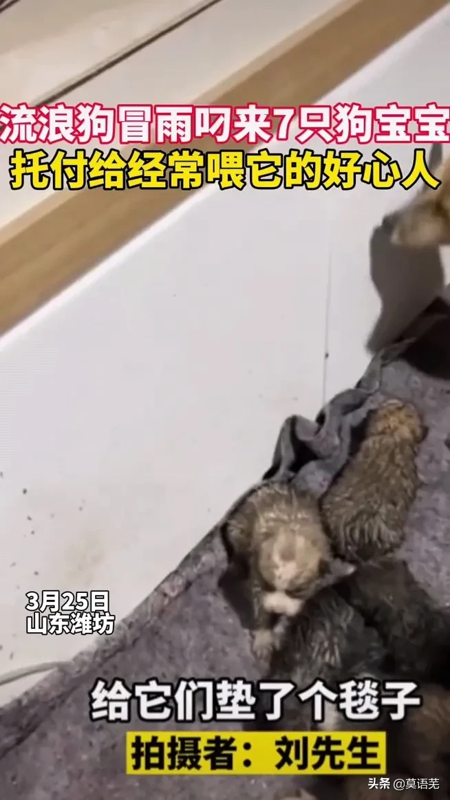 男子每天喂流浪狗(山东潍坊，一男子平时喜欢经常给流浪狗投食)