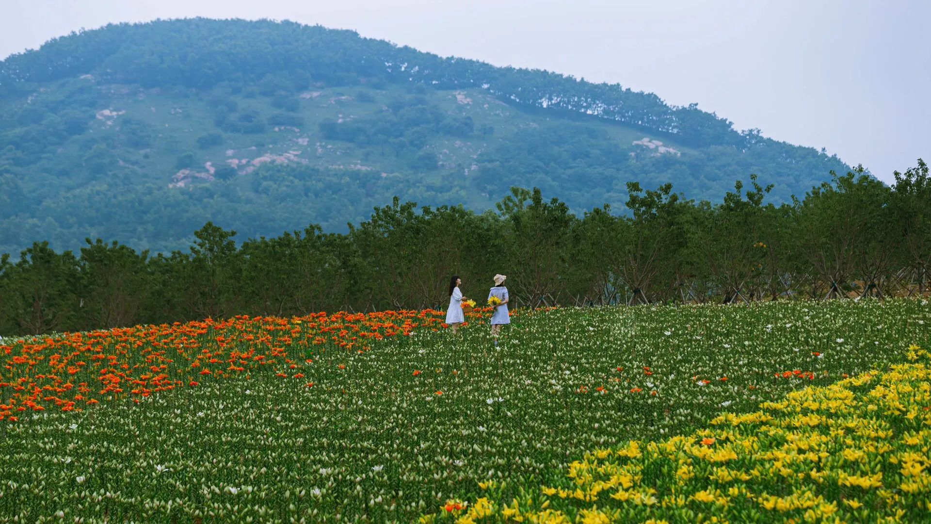 百合花海图片风景图片