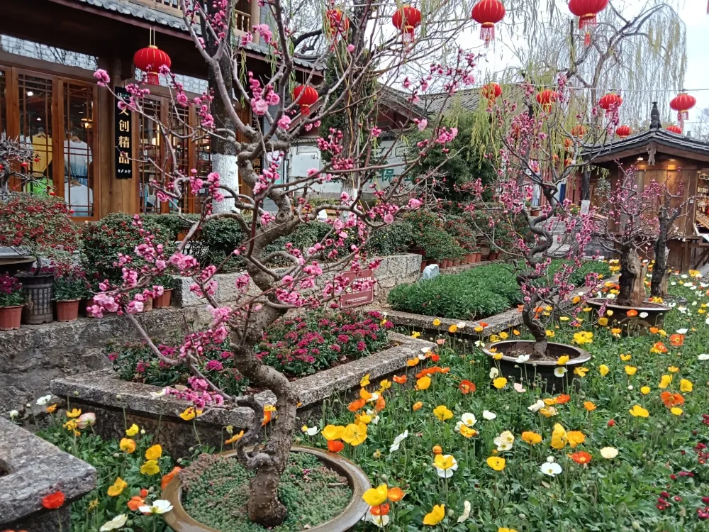 新春临近 在丽江古城率先进入“花的世界”