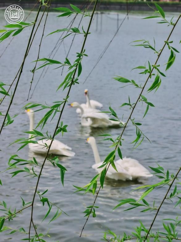 推开“三扇窗”，揭开上海大学的绝佳美景！每一帧都是画，美出新高度！