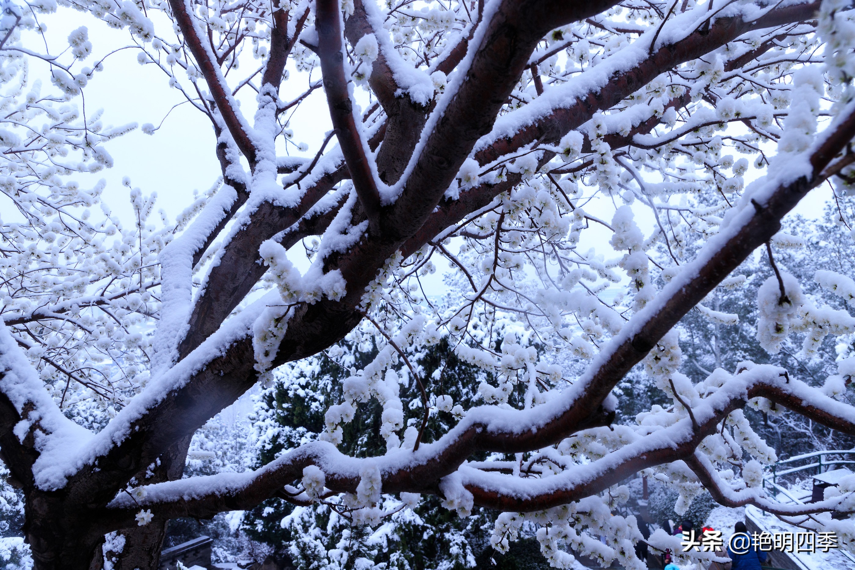 春天里，在紫禁城看一场大雪，与冬天做一个郑重的告别