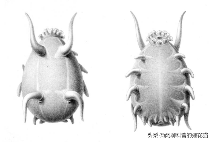 海猪图片(栖居深海的海猪到底是什么样的神奇生物？它还是帝王蟹的御用保姆)