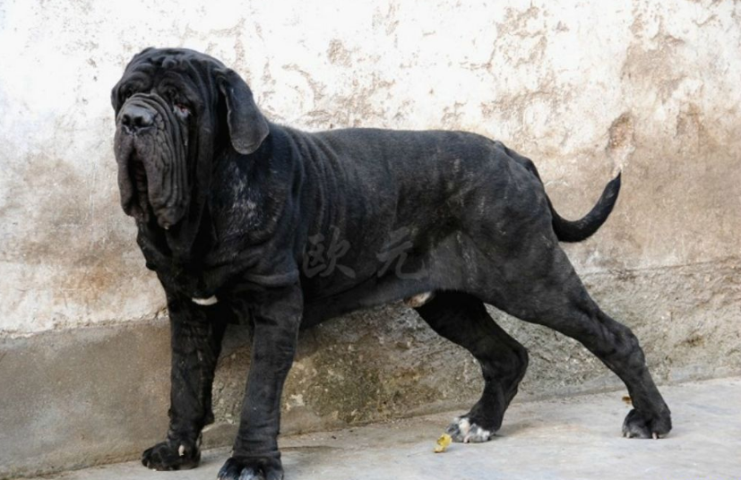 狗界最凶猛的“七大恶犬”，凶到没朋友，第一实至名归