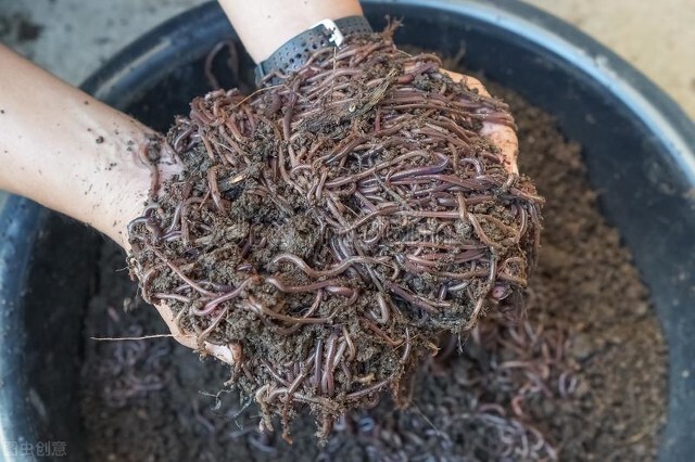 养殖蚯蚓赚大钱,种苗问题导致失败,渔具店老板这样说
