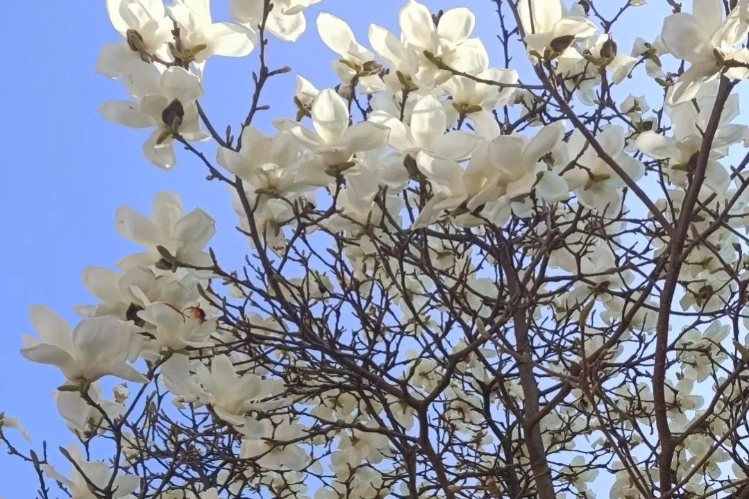 你可知各种不同鲜花分别代表着什么意义吗——花语