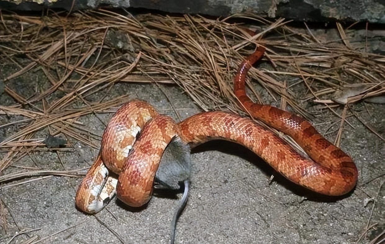 江苏一女子上厕所,马桶里居然钻出一条蛇!蛇进家怎么办?