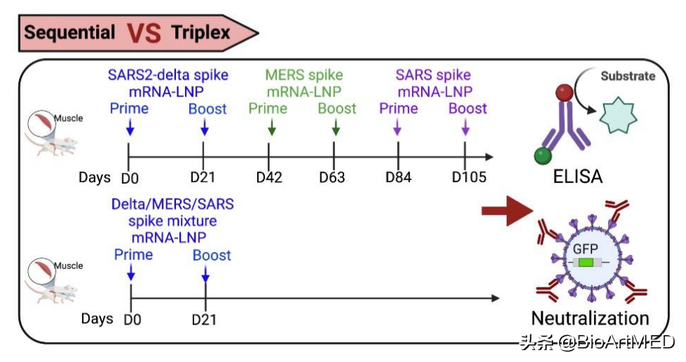 新冠疫苗四连！多价mRNA疫苗可有效预防多个种属的致重症冠状病毒