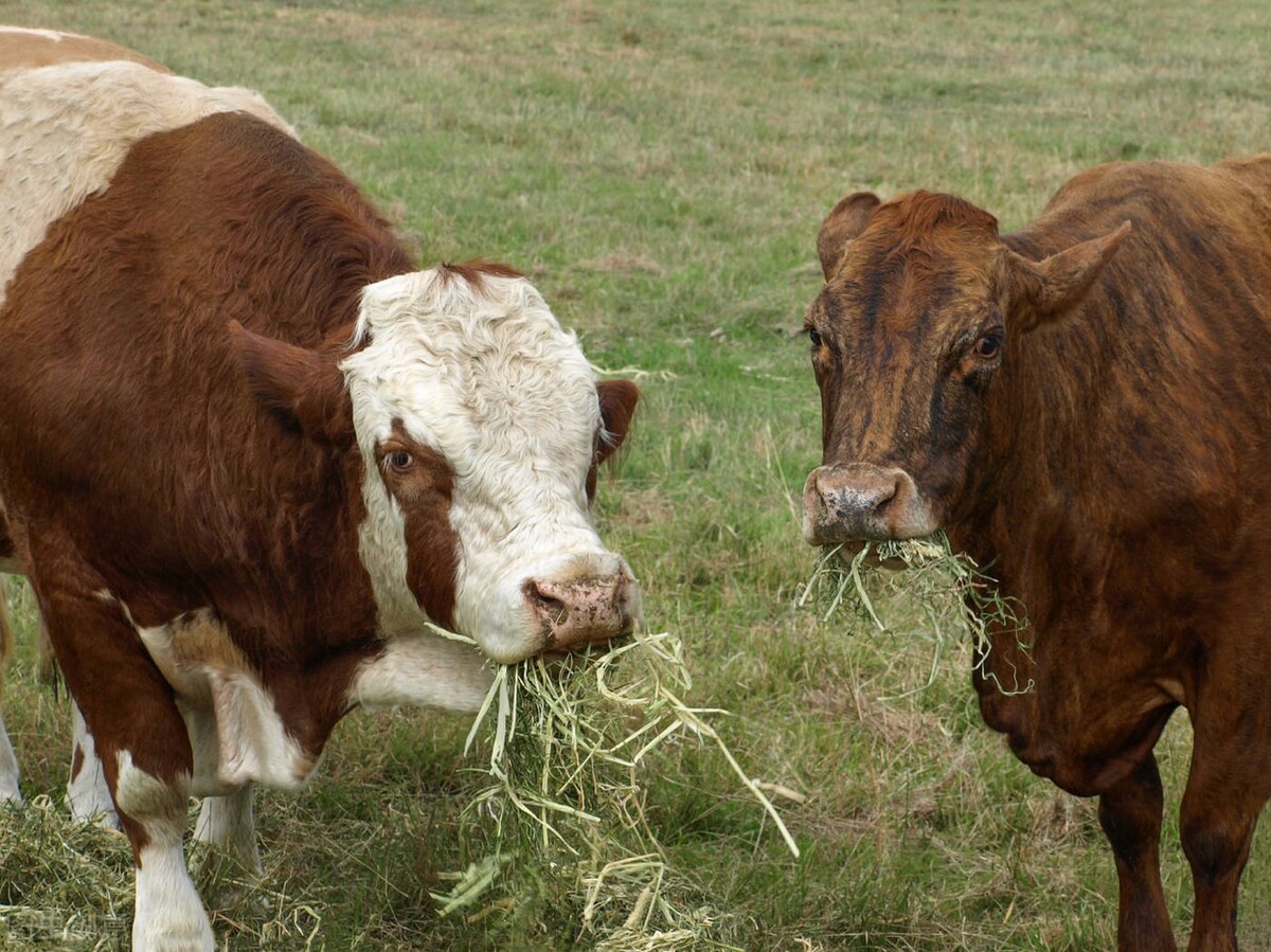 牛价丨3月3日 全国肉牛价格汇总！肉牛养殖户注意啦