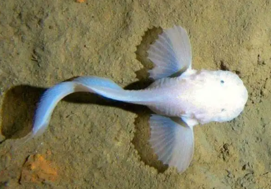 探索海洋，其實比探索太空更困難，深海10000米有多恐怖？