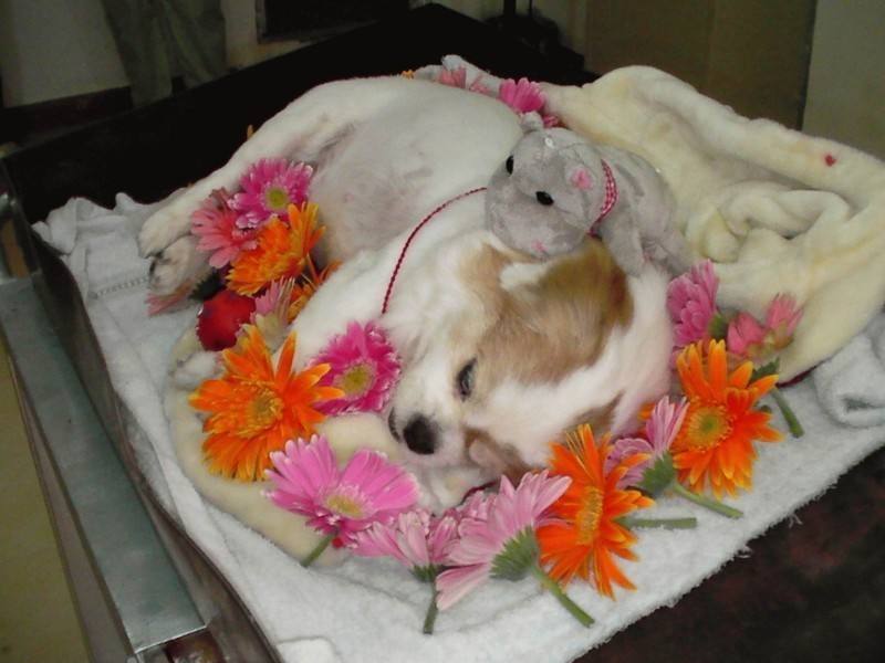 ɥٹҹ涨׼ݼ_ɥ_ɥٹô